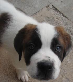 Saint Bernard